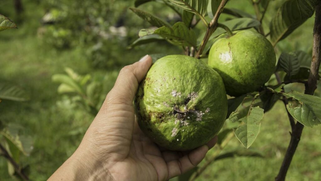 Perder frutos antes de amadurecer é um problema comum enfrentado por muitos agricultores e jardineiros que cultivam a goiabeira