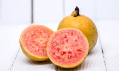 Perder frutos antes de amadurecer é um problema comum enfrentado por muitos agricultores e jardineiros que cultivam a goiabeira