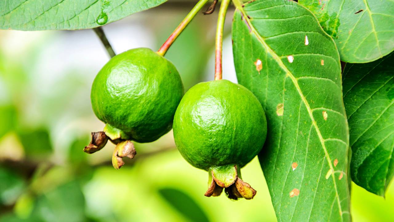 As árvores que dão frutos mais rápido e são perfeitas para quintais pequenos