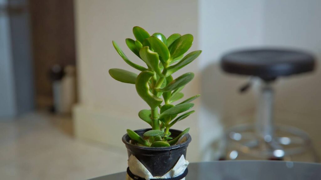 Essa planta é símbolo de boas energias e sorte no lar