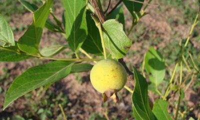 Quanto custa plantar guabiroba e colher frutas cheias de aroma e sabor