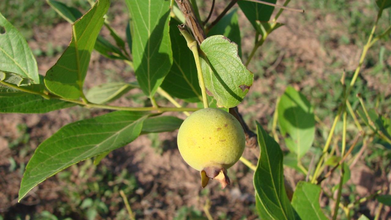 Cultivar guabiroba em casa pode ser uma experiência recompensadora e ecológica, oferecendo frutas frescas e saborosas diretamente do quintal