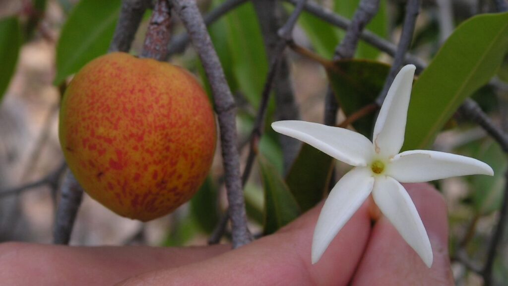 Quanto custa plantar mangaba e cuidar da árvore nativa