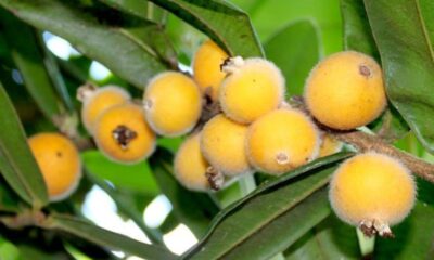 Cabeludinha como cuidar da fruta nativa e evitar pragas