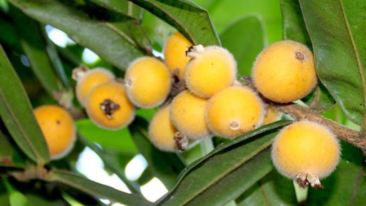 Cabeludinha como cuidar da fruta nativa e evitar pragas