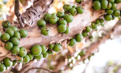 Jabuticabeira crescendo, mas sem frutos? Veja o que pode estar faltando