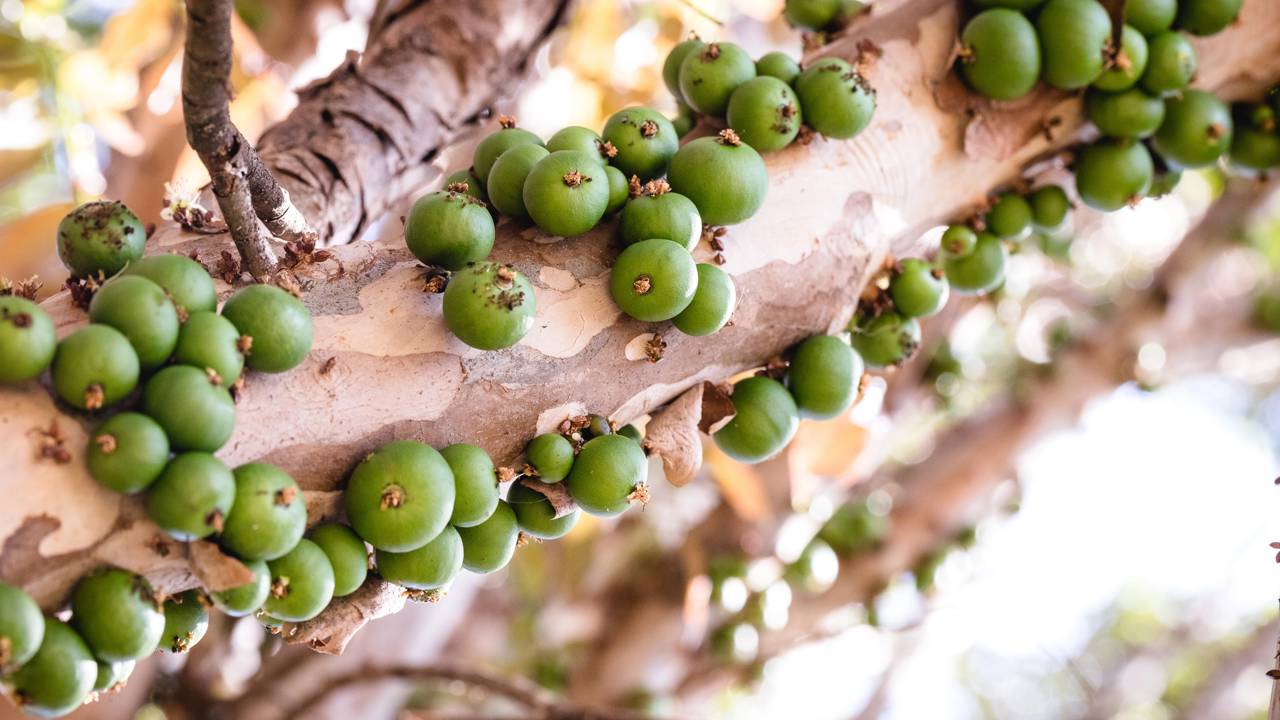 Jabuticabeira crescendo, mas sem frutos? Veja o que pode estar faltando