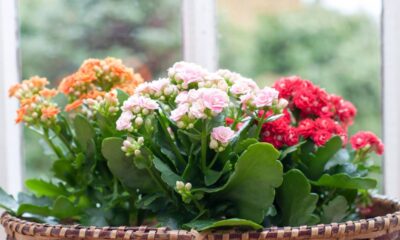 As flores que florescem o ano todo com pouca manutenção