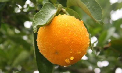 Aprender como cultivar laranja lima em casa pode ser uma experiência gratificante e econômica, trazendo sabor e frescor para sua mesa