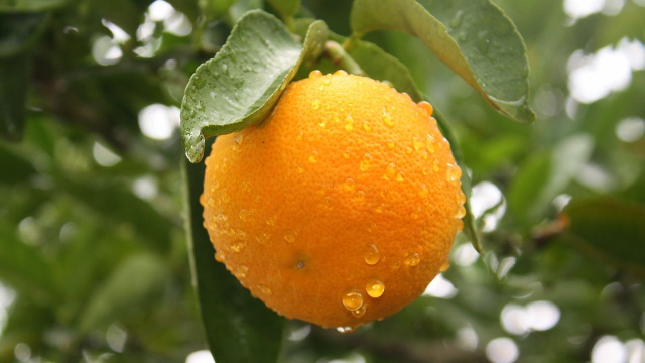 Aprender como cultivar laranja lima em casa pode ser uma experiência gratificante e econômica, trazendo sabor e frescor para sua mesa