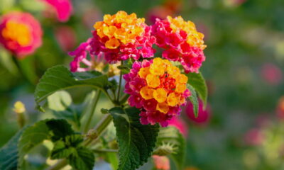 As três flores que resistem ao calor forte e ainda vida ao seu jardim