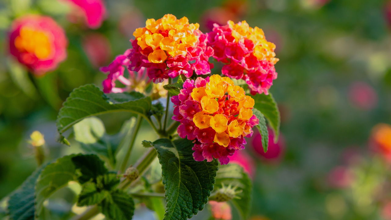 As três flores que resistem ao calor forte e ainda vida ao seu jardim