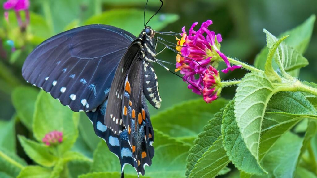 As flores ideais para quem quer beija-flores e borboletas no jardim
