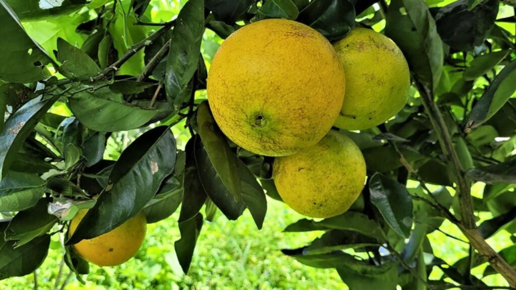 No município de Pirambu, em Sergipe, um impressionante recorde foi alcançado no mundo da citricultura: Ruben Gomes dos Santos, proprietário do Sítio Catu, colheu a maior laranja do Brasil, superando o recorde anterior homologado pelo RankBrasil ao atingir 3,44 kg e 77 cm de circunferência, resultado do uso de métodos naturais de cultivo.