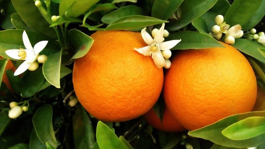 O que fazer quando as flores da laranjeira começam a cair antes do tempo