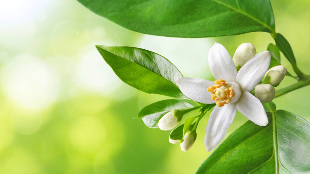 O que fazer quando as flores da laranjeira começam a cair antes do tempo