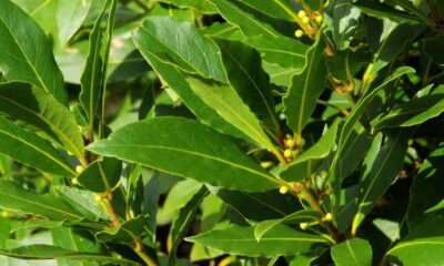 Esse truque com louro elimina odores e deixa o banheiro cheiroso