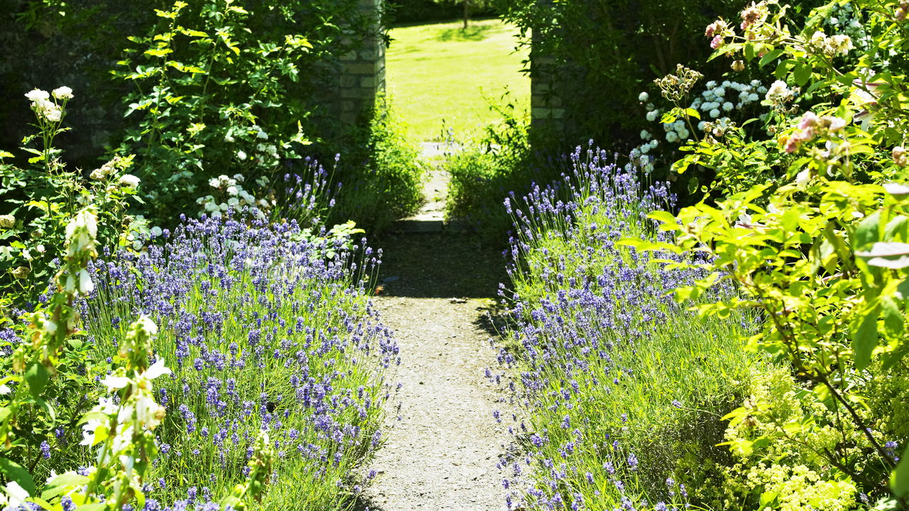 Setembro marca o início da primavera, tornando-se o mês ideal para revitalizar o jardim com flores que permanecem exuberantes até o verão