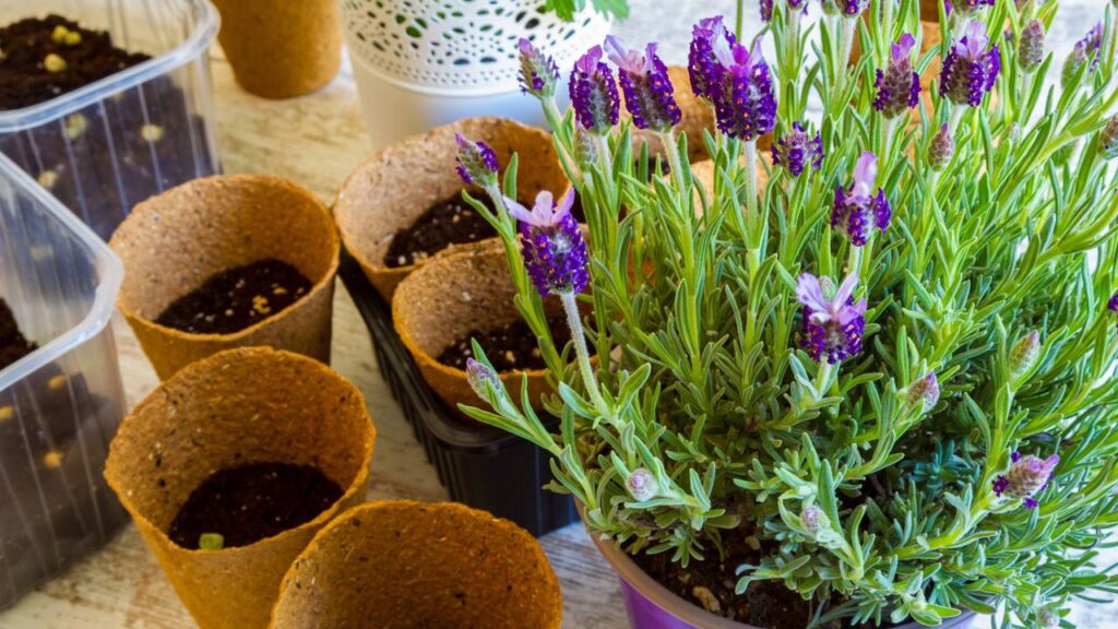 Uma planta comum que esconde o poder de deixar o ar leve e a casa perfumada