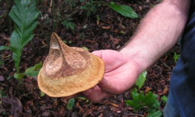 Quer aprender a cultivar sapucaia em casa e colher seus frutos mais rapidamente? Este guia simples e prático ajudará você a entender o processo de plantio desta árvore incrível