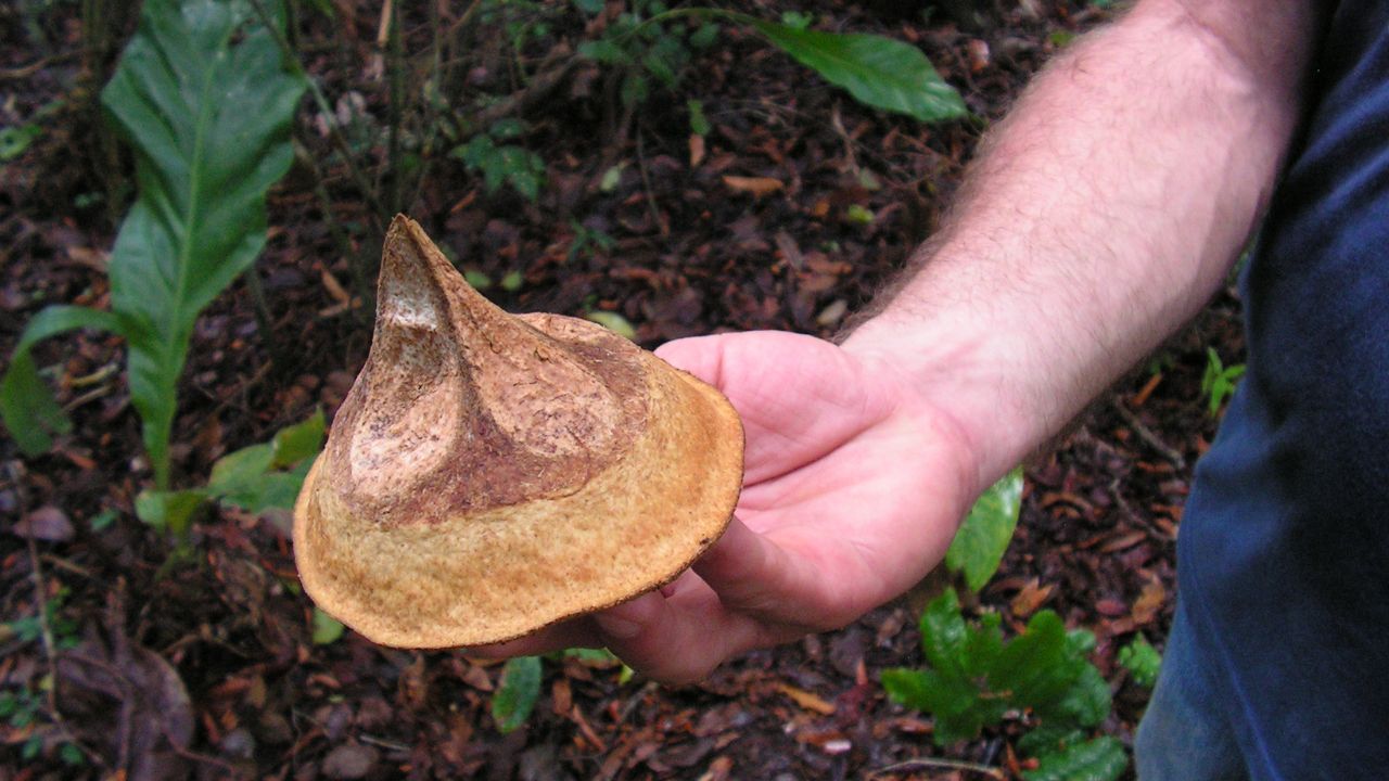 Quer aprender a cultivar sapucaia em casa e colher seus frutos mais rapidamente? Este guia simples e prático ajudará você a entender o processo de plantio desta árvore incrível