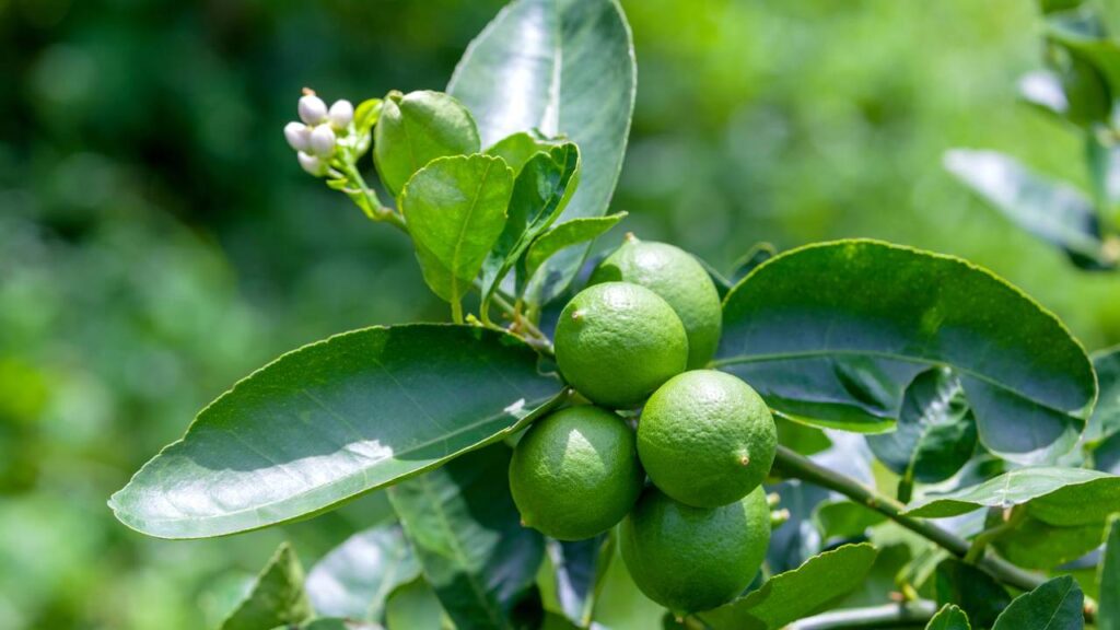 Adubo natural que faz o limão-taiti encher de flores sem gastar quase nada