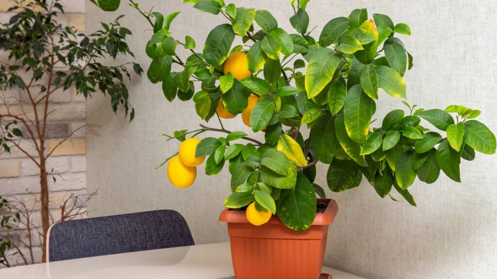 Limoeiro com folhas caindo? Veja como salvar a planta em casa