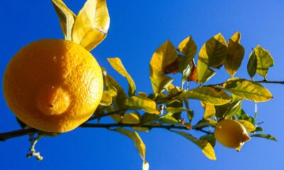 Limoeiro com folhas caindo? Veja como salvar a planta em casa