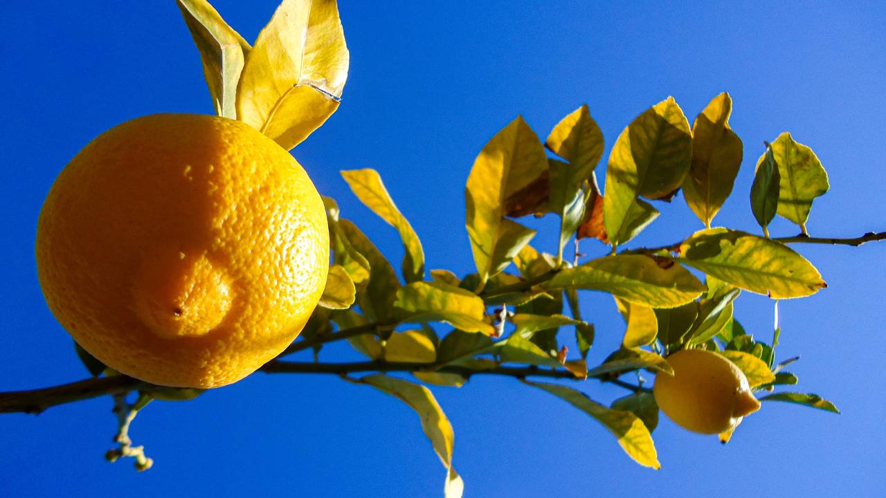 Limoeiro com folhas caindo? Veja como salvar a planta em casa