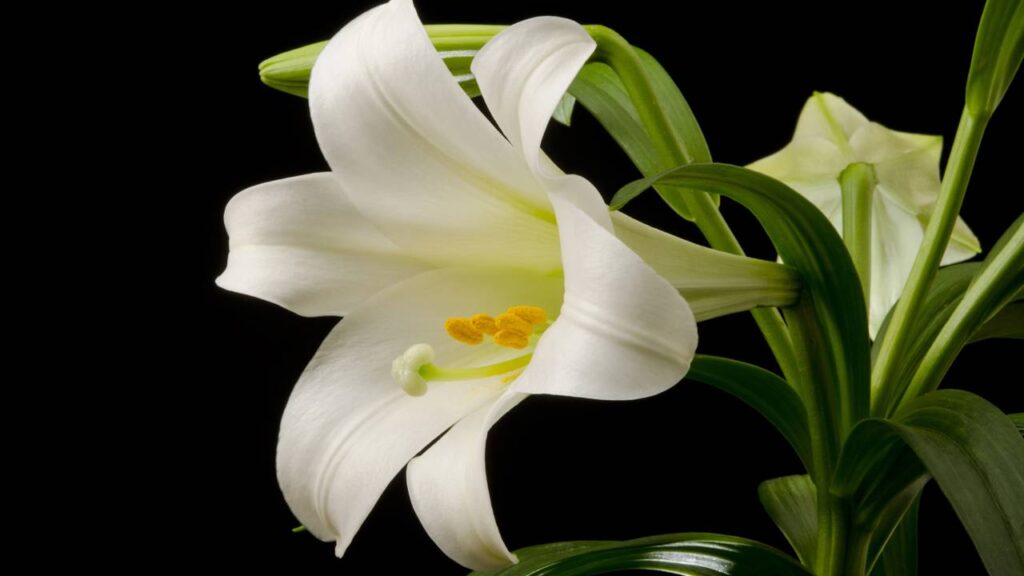 Essas plantas lindas podem ser um perigo para seu cachorro ou gato