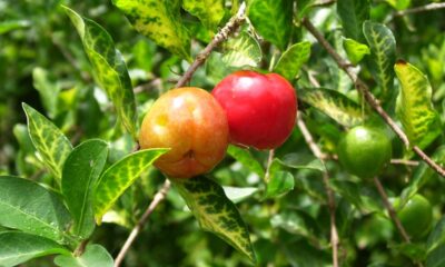 Acerola com folhas queimadas? O motivo pode surpreender você