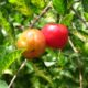 Acerola com folhas queimadas? O motivo pode surpreender você