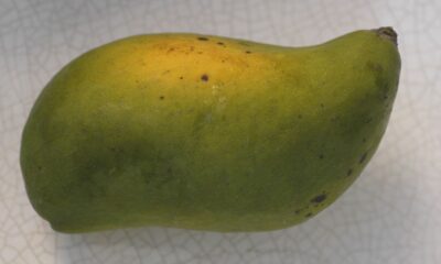 Cultivar manga-espada em casa é uma forma gratificante de saborear esta fruta tropical, conhecida pela forma alongada e pelo sabor doce. A manga-espada se adapta facilmente a quintais de diferentes tamanhos, desde que sejam respeitadas as necessidades fundamentais do seu cultivo para garantir uma colheita de qualidade.