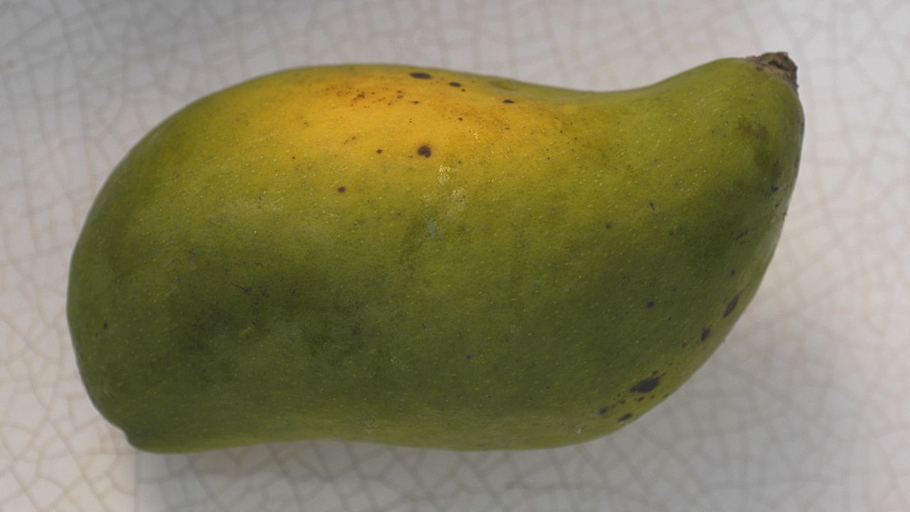 Cultivar manga-espada em casa é uma forma gratificante de saborear esta fruta tropical, conhecida pela forma alongada e pelo sabor doce. A manga-espada se adapta facilmente a quintais de diferentes tamanhos, desde que sejam respeitadas as necessidades fundamentais do seu cultivo para garantir uma colheita de qualidade.