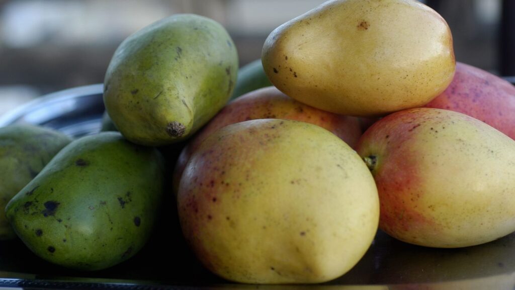 Cultivar manga-espada em casa é uma forma gratificante de saborear esta fruta tropical, conhecida pela forma alongada e pelo sabor doce. A manga-espada se adapta facilmente a quintais de diferentes tamanhos, desde que sejam respeitadas as necessidades fundamentais do seu cultivo para garantir uma colheita de qualidade.