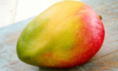 Poda certa faz a manga-palmer ficar mais doce e render frutas o ano inteiro