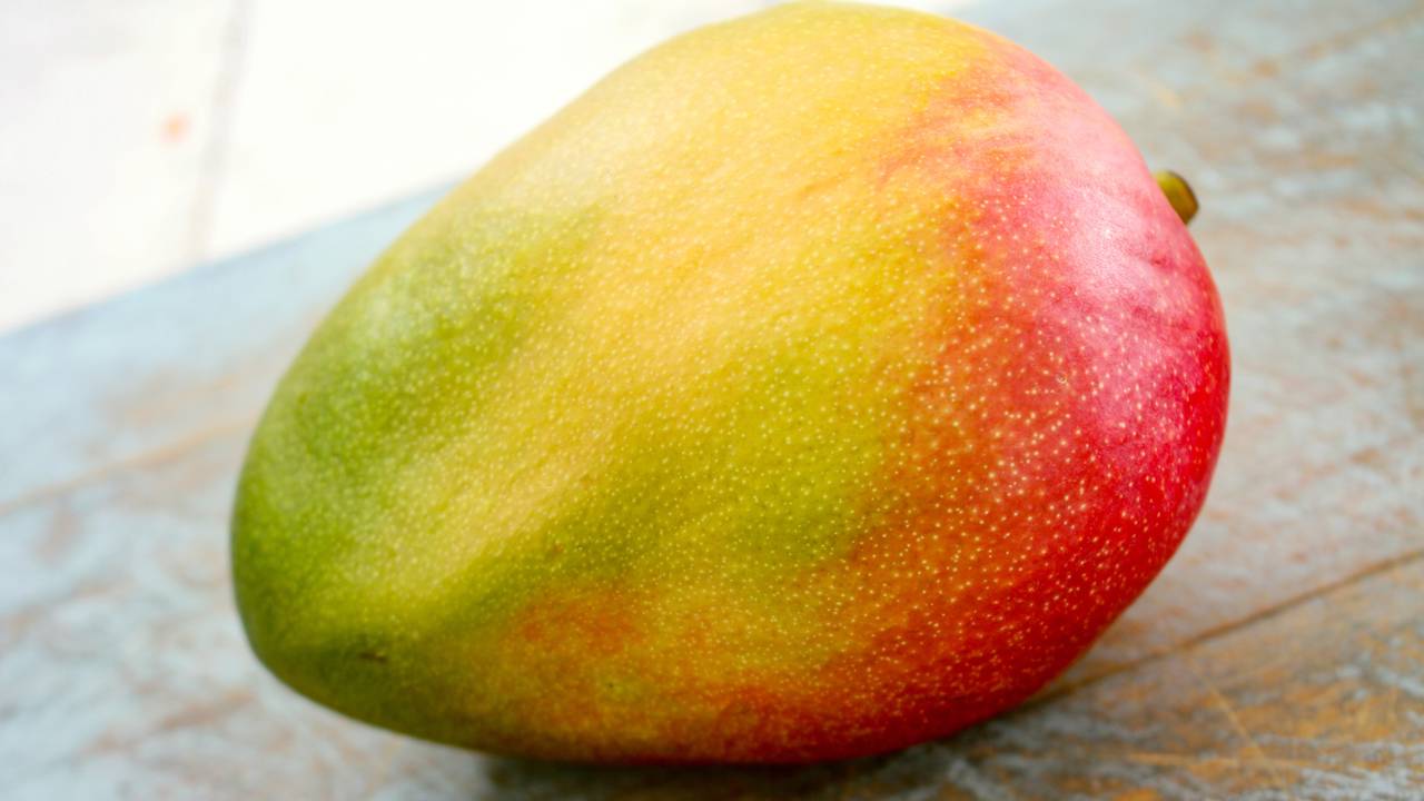 Poda certa faz a manga-palmer ficar mais doce e render frutas o ano inteiro