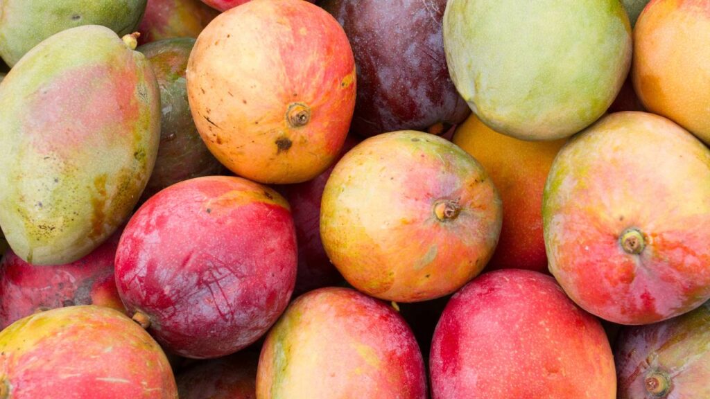 Poda certa faz a manga-palmer ficar mais doce e render frutas o ano inteiro