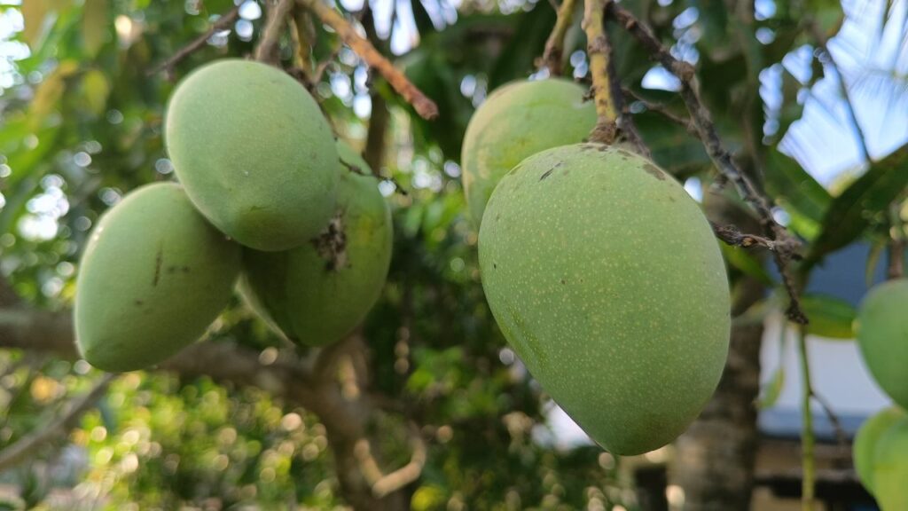 Quanto custa plantar manga-palmer e colher frutos graúdos