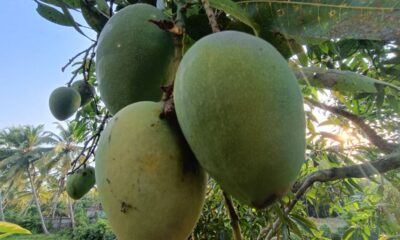 Quanto custa plantar manga-palmer e colher frutos graúdos