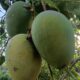 Quanto custa plantar manga-palmer e colher frutos graúdos