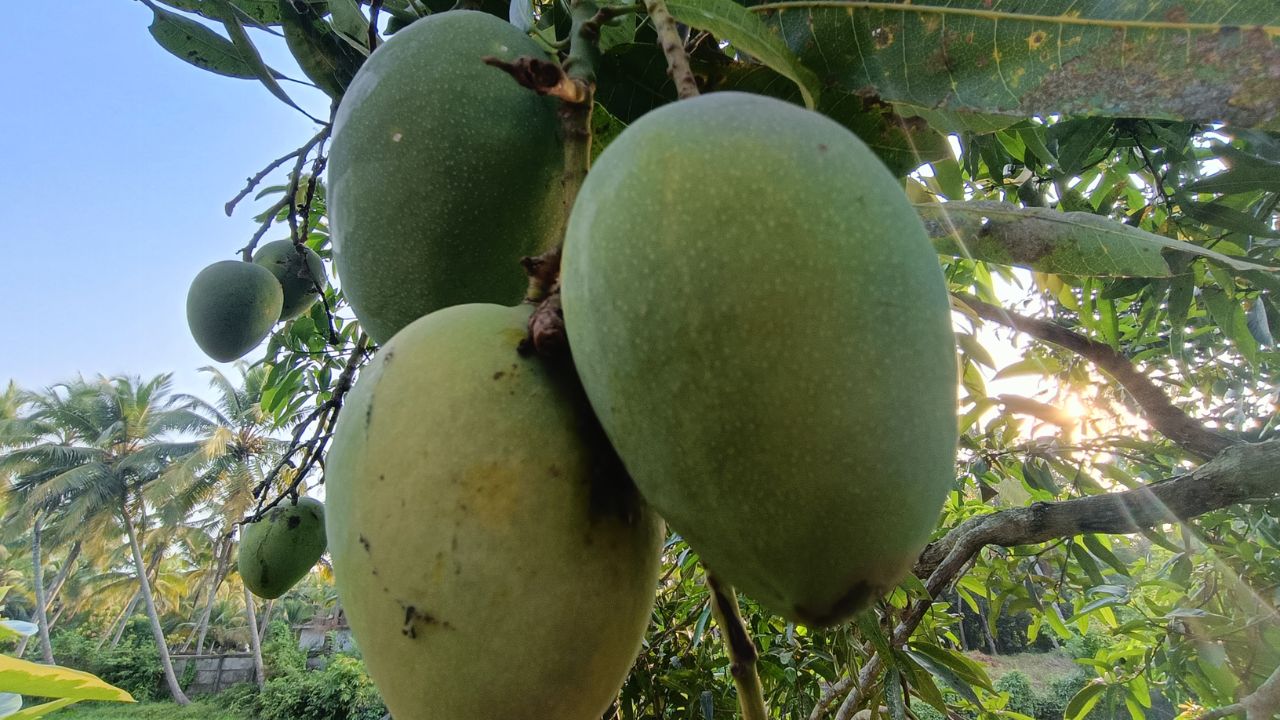Quanto custa plantar manga-palmer e colher frutos graúdos