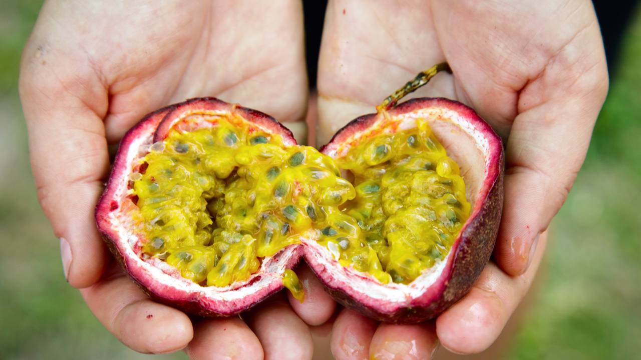 O cultivo do maracujazeiro é uma verdadeira arte que exige equilíbrio entre a planta e o ambiente, e o sucesso na produção de frutos saborosos