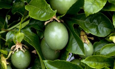As frutas ideais para plantar no quintal e colher em menos de um ano