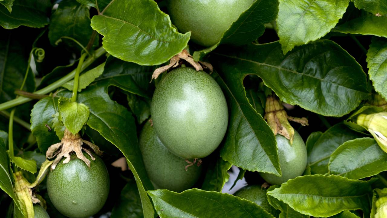 As frutas ideais para plantar no quintal e colher em menos de um ano