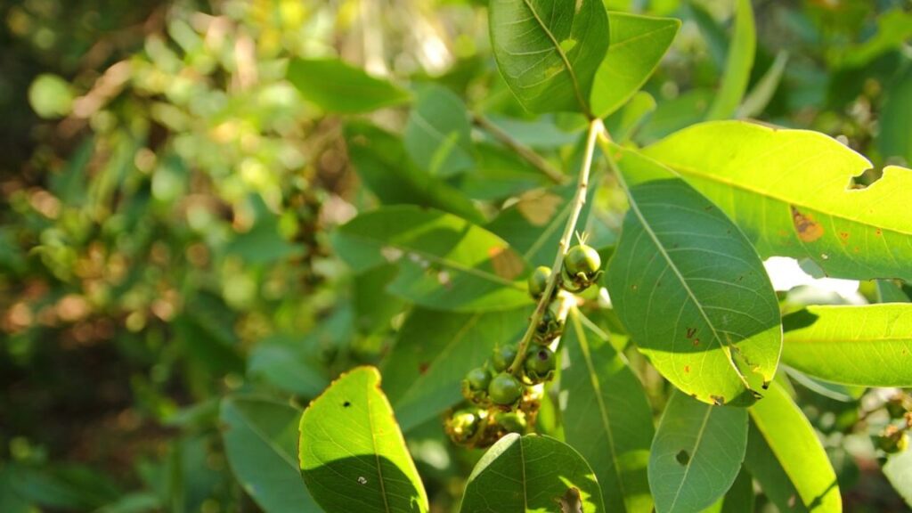 O murici produz rápido e ainda atrai borboletas para o quintal
