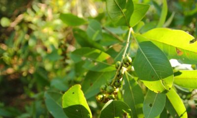 O murici produz rápido e ainda atrai borboletas para o quintal