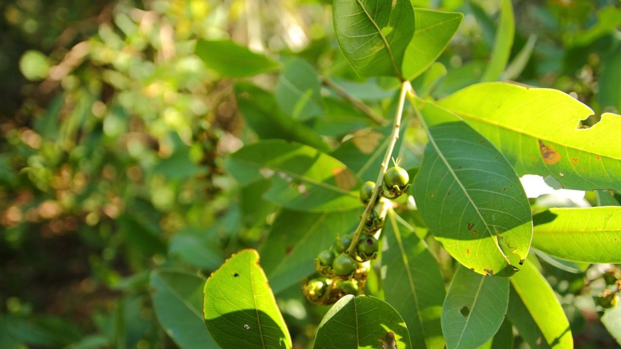 O murici produz rápido e ainda atrai borboletas para o quintal