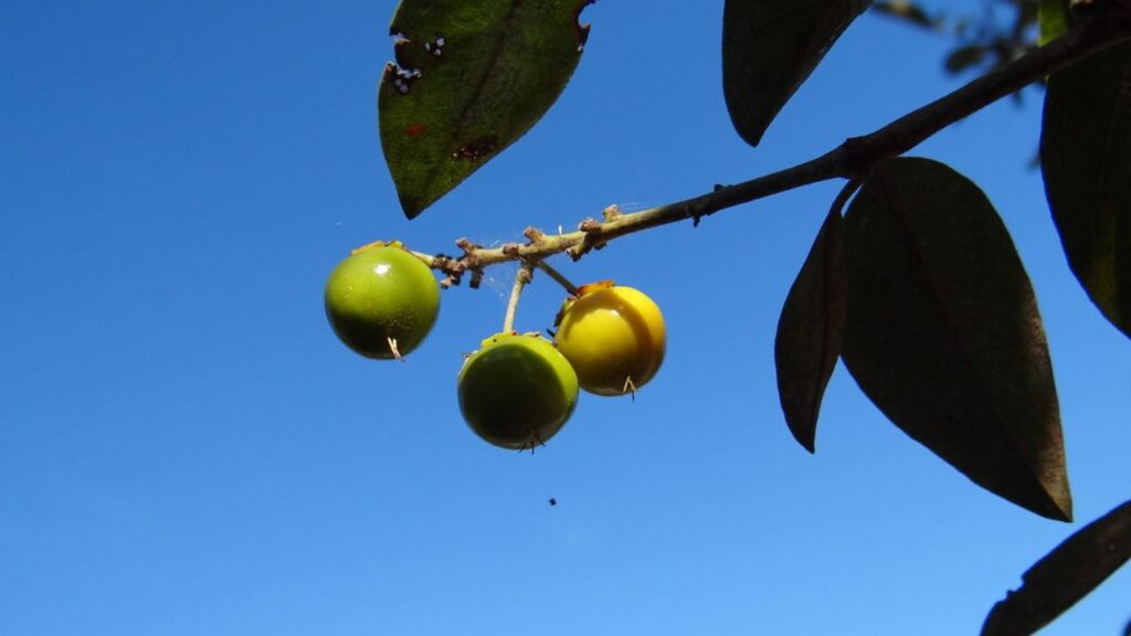 O murici é uma pequena fruta amarela que cresce em abundância no Nordeste do Brasil, reconhecida pelo seu sabor singular e aroma marcante