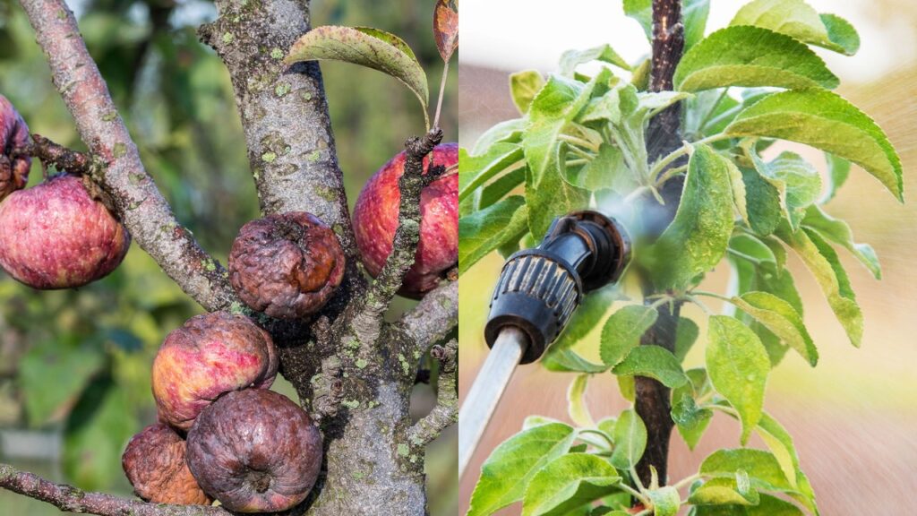 Com a chegada do outono, muitos jardineiros enfrentam sérios problemas quando os frutos começam a apodrecer antes de amadurecer